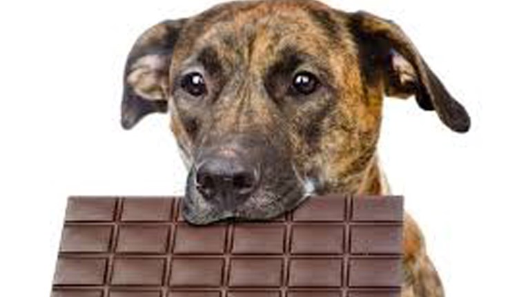 Saznajte što se može dogoditi kada psa hranite čokoladom